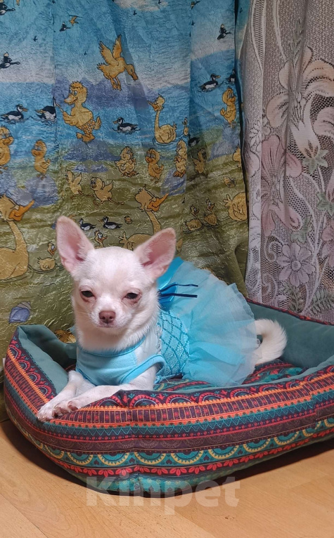 Собаки в Москве: Белоснежная прЫнцесса Девочка, 39 000 руб. - фото 1