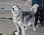Собаки в Москве: Сибиряк Бриз ищет дом и своих людей. Мальчик, Бесплатно - фото 9
