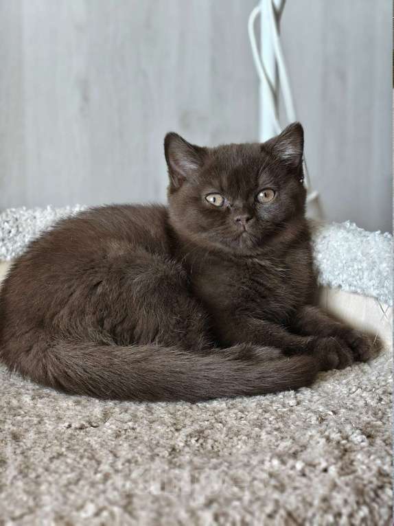 Кошки в Санкт-Петербурге: Британский котенок шоколадного окраса. Девочка, 55 000 руб. - фото 4
