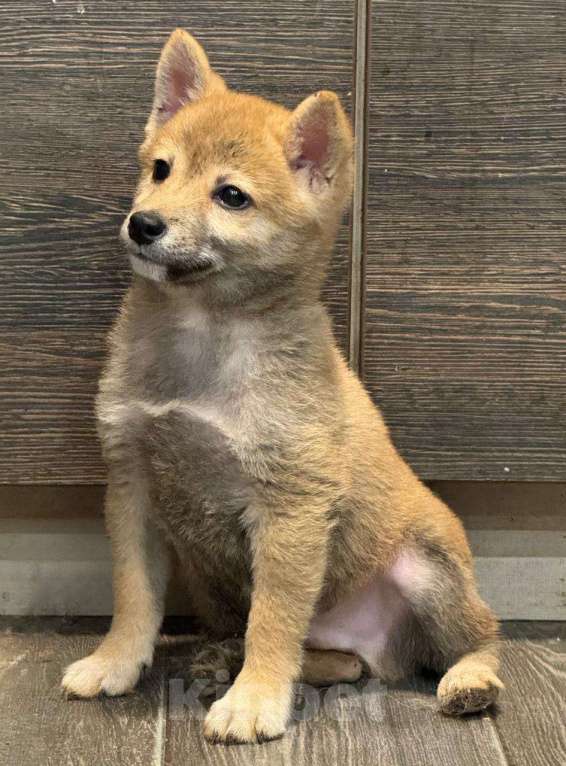 Собаки в Балашихе: Мальчик сиба мини размер Мальчик, 30 000 руб. - фото 4