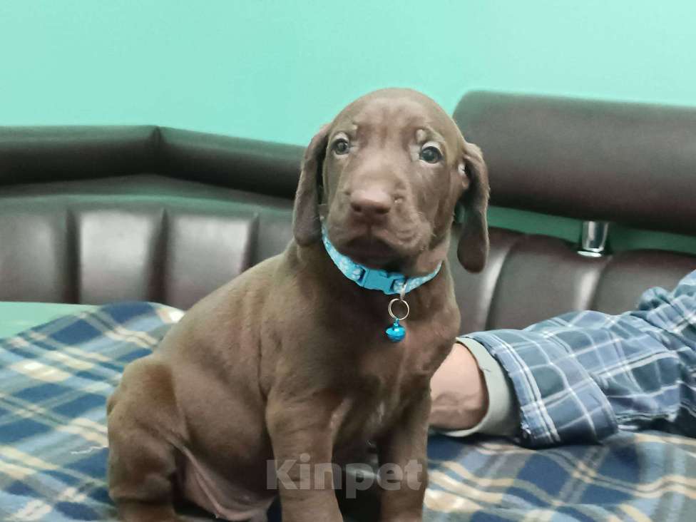 Собаки в Кореновске: Щенки породы курцхаар IZ DIZERLAND Девочка, 95 000 руб. - фото 3