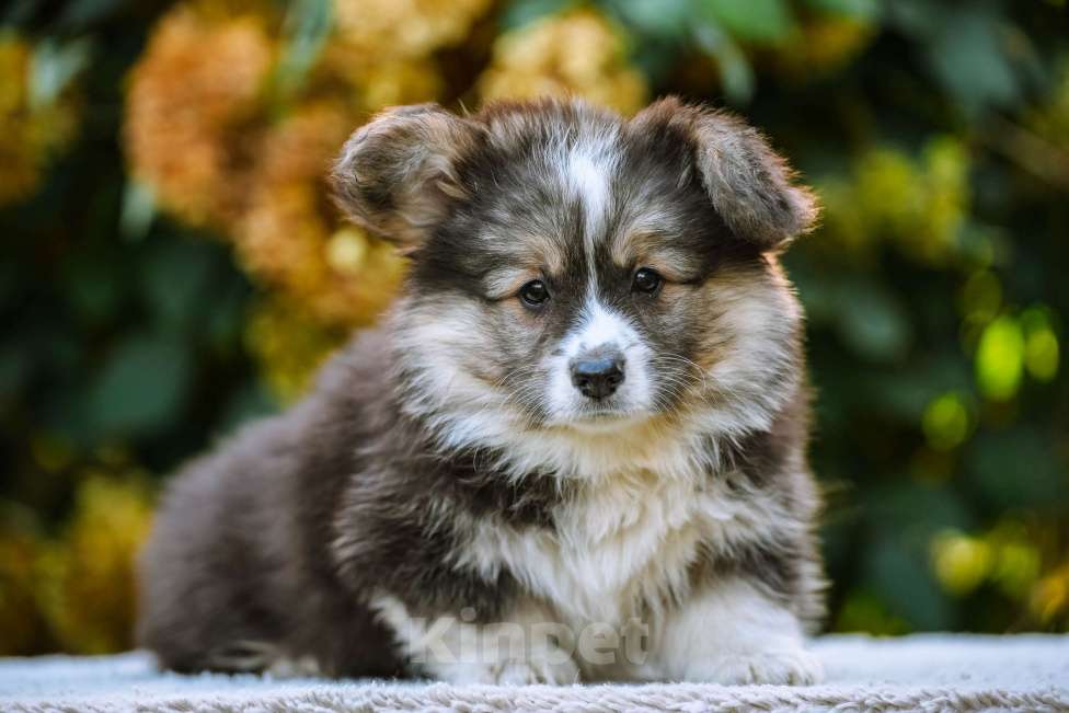 Собаки в Новосибирске: Вельш Корги Пемброк Джеймс Пи Салливан (Флаффи) Мальчик, 55 000 руб. - фото 5