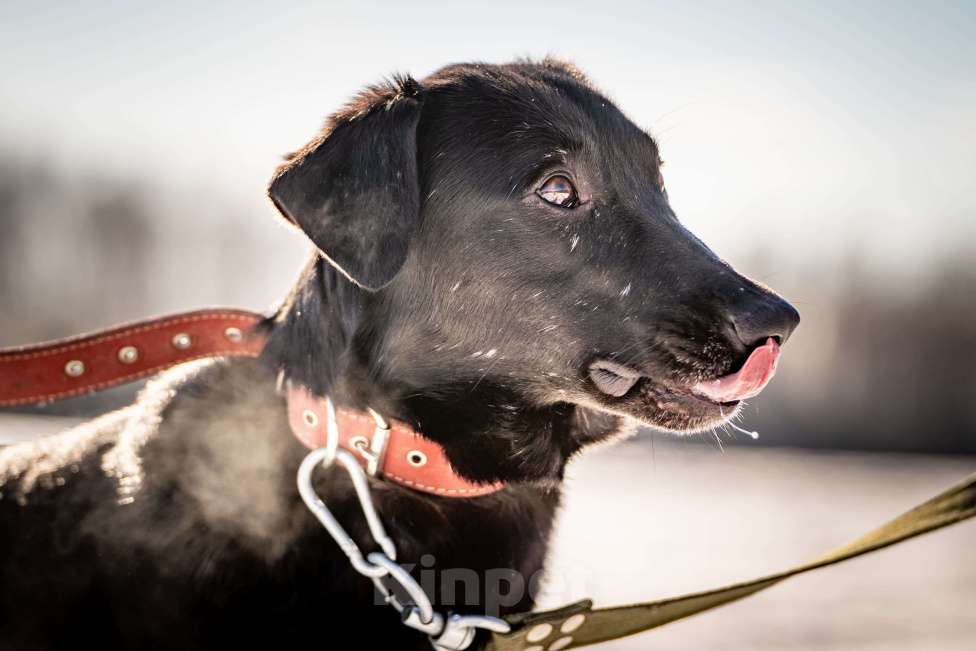 Собаки в Клине: Гуччи — грациозный и задорный пёс Мальчик, Бесплатно - фото 8