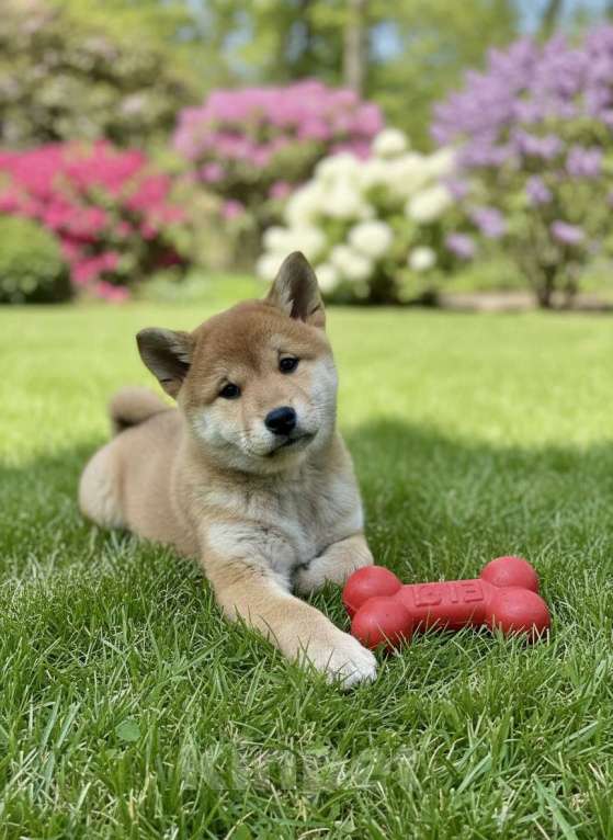 Собаки в Балашихе: Щенок сиба ину Мальчик, 45 000 руб. - фото 1