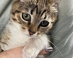 Кошки в Санкт-Петербурге: Котёнок в добрые руки Девочка, Бесплатно - фото 5
