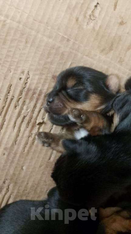 Собаки в Ростове-на-Дону: Йоркширский терьер  Мальчик, 35 000 руб. - фото 5