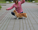 Собаки в Москве: Куцехвостый мальчишка. Корги пемброк. Мальчик, 65 000 руб. - фото 7