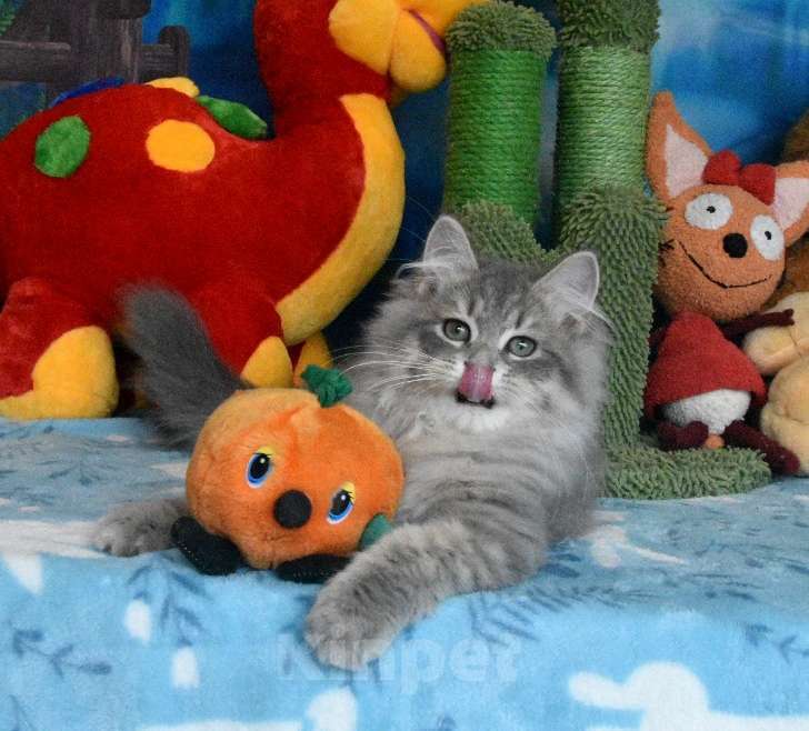 Кошки в Москве: Сибирский котик Мариот Мальчик, 60 000 руб. - фото 4