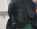Собаки в Димитровграде: Лучший щенок из помёта, 50 000 руб. - фото 1
