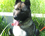 Собаки в Чехове: Лайка метис редкого окраса, 2,5 года, девочка Девочка, 1 руб. - фото 8