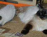 Кошки в Краснодаре: Вязка Невский-Маскарадный,котята., 2 000 руб. - фото 4