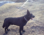 Собаки в Кисловодске: Мальчик вязка Кисловодск Мальчик, 1 руб. - фото 8