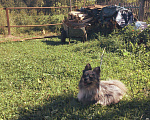 Собаки в Череповце: ВЯЗКА, 3 000 руб. - фото 1