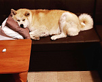 Собаки в Солнечногорске: Вязка, 1 руб. - фото 4