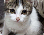 Кошки в Москве: Белый котенок с полосатыми пятнами Джулия, 3 мес, Бесплатно - фото 2