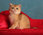 Кошки в Клине: Котик золотая шиншилла Мальчик, 25 000 руб. - фото 4