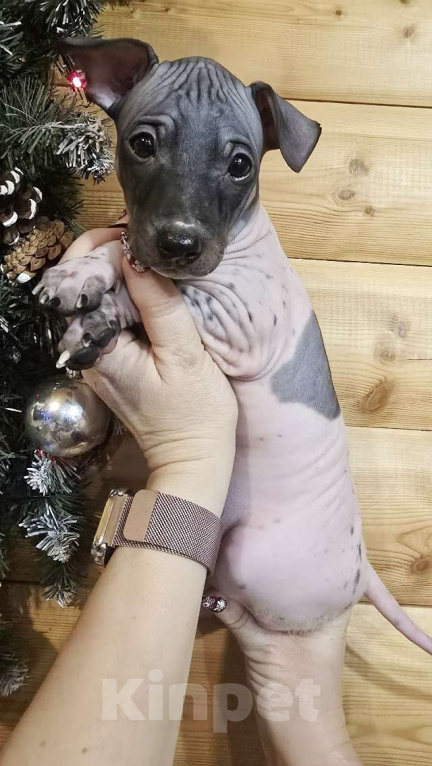 Собаки в Тольятти: Американский голый терьер мальчики Мальчик, 40 000 руб. - фото 2