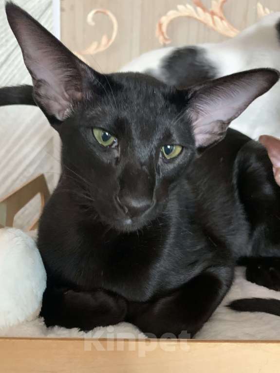 Кошки в Москве: Ориентальный котик Мальчик, 50 000 руб. - фото 4