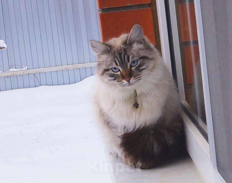 Кошки в Краснодаре: Невская маскарадная котенок Амур в окрасе блю биколор поинт Мальчик, 35 000 руб. - фото 10