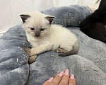 Кошки в Пензе: Котик Мальчик, Бесплатно - фото 3