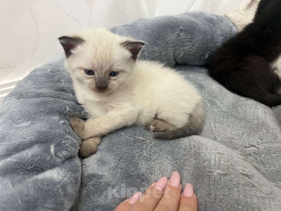 Кошки в Пензе: Котик Мальчик, Бесплатно - фото 3