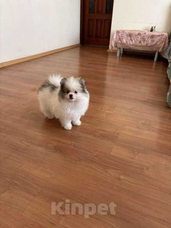 Собаки в Москве: Померанский шпиц, мальчик , 3 месяца  Мальчик, 40 000 руб. - фото 5