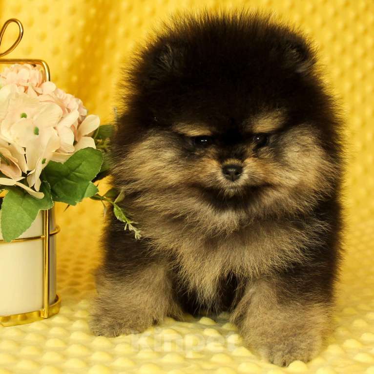 Собаки в Москве: Померанский шпиц Мальчик, 80 000 руб. - фото 1