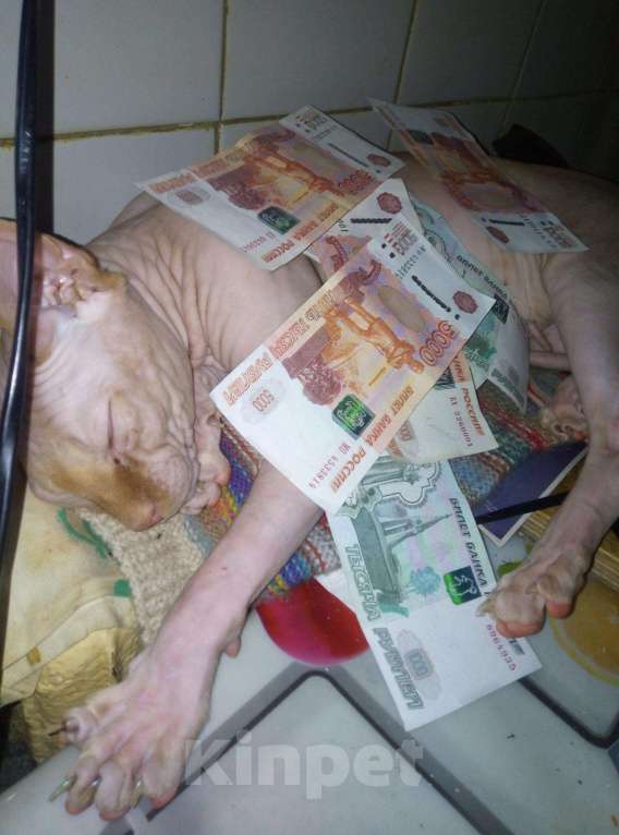 Кошки в Барыше: Вязка, 1 500 руб. - фото 1