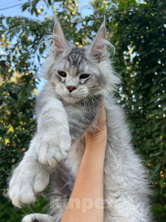 Кошки в Невинномысске: Котята мейн-кун Девочка, 60 000 руб. - фото 1