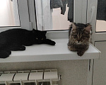 Кошки в Ставрополе: Мася Девочка, Бесплатно - фото 2