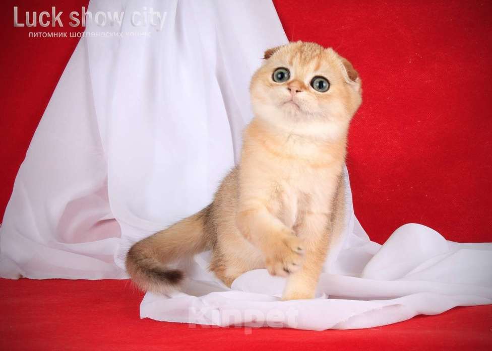 Кошки в Санкт-Петербурге: Золотая скоттиш-фолд Девочка, 75 000 руб. - фото 4