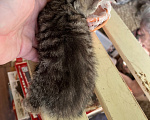 Кошки в Екатеринбурге: Котенок девочка Девочка, 1 800 руб. - фото 4