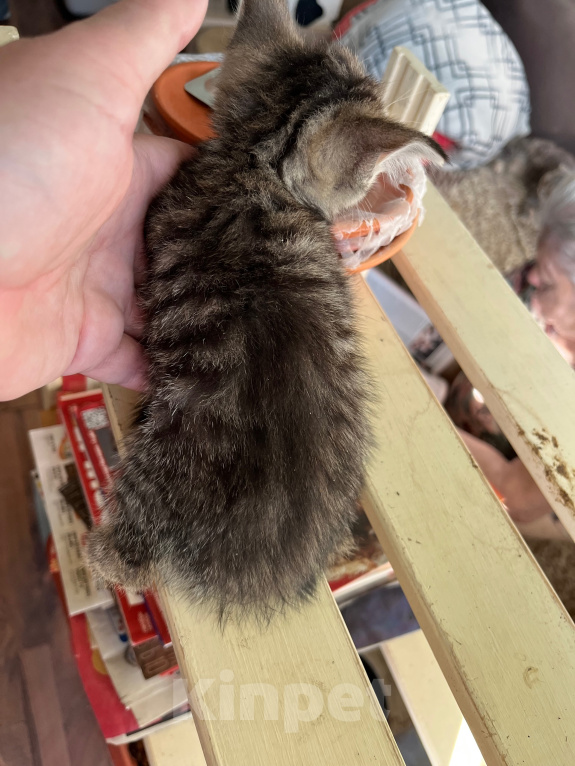Кошки в Екатеринбурге: Котенок девочка Девочка, 1 800 руб. - фото 4