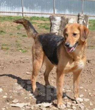 Собаки в Москве: Скалли Девочка, Бесплатно - фото 2