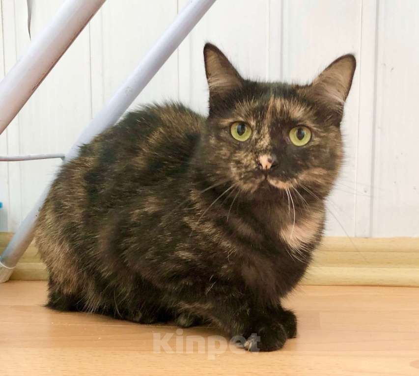 Кошки в Москве: Кошечка Джесси чувствительная скромница в добрые руки Девочка, Бесплатно - фото 2