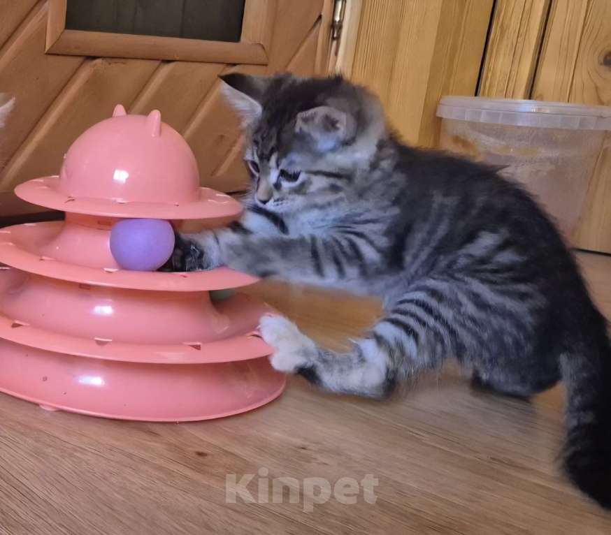 Кошки в Новосибирске: Отдам в добрые руки Девочка, Бесплатно - фото 3