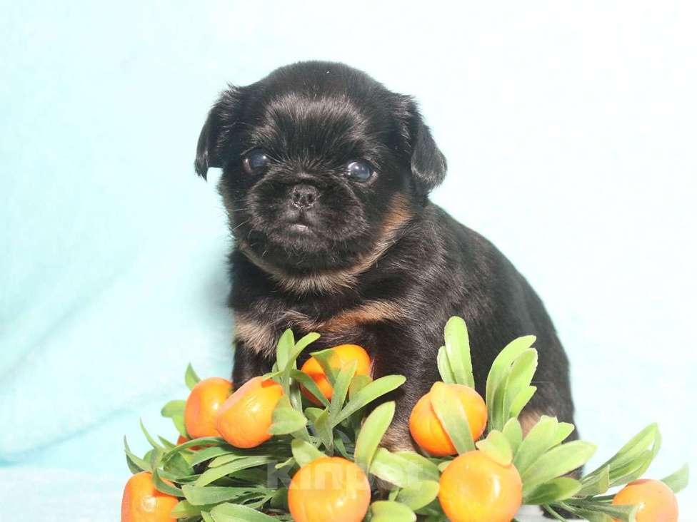 Собаки в Санкт-Петербурге: Красивая девочка  Девочка, 80 000 руб. - фото 1