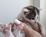 Кошки в Химках: Котенок в добрые руки Девочка, Бесплатно - фото 3