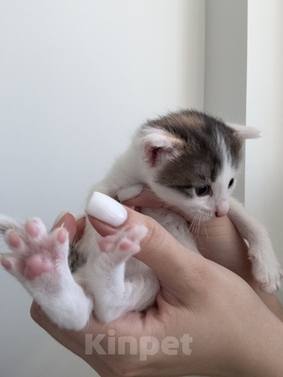 Кошки в Химках: Котенок в добрые руки Девочка, Бесплатно - фото 3