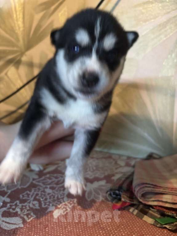 Собаки в Ярославле: Шенки сибирскикой хаски  Мальчик, 7 500 руб. - фото 4