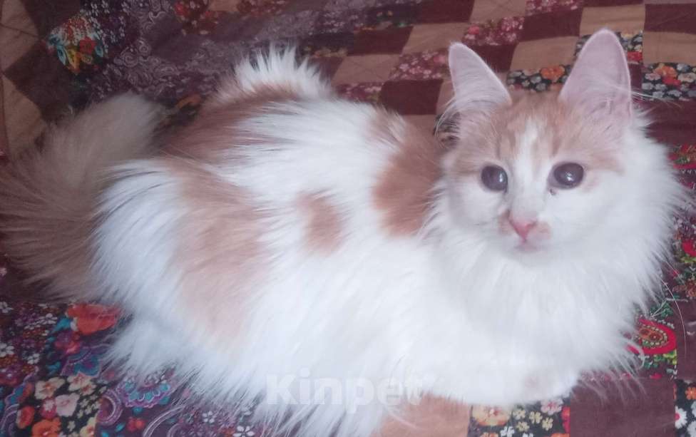 Кошки в Москве: Бело-рыжая сибирская кошечка Девочка, Бесплатно - фото 4