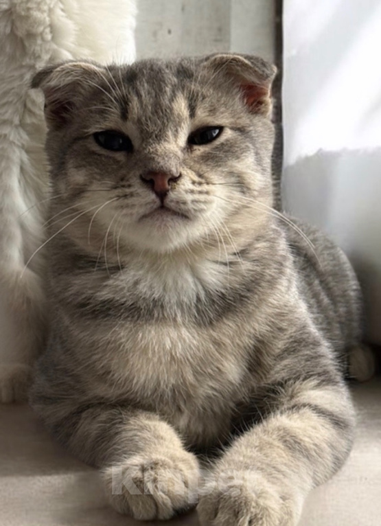 Кошки в Краснодаре: Котенок в добрые руки Мальчик, Бесплатно - фото 4