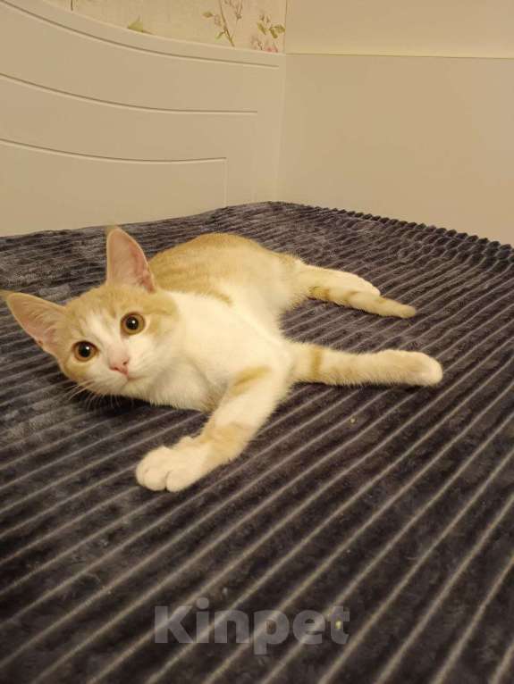 Кошки в Санкт-Петербурге: Рыжий котенок Ваня Мальчик, Бесплатно - фото 1