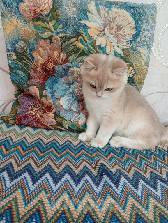 Кошки в Череповце: Котенок Фараон Мальчик, 35 000 руб. - фото 3