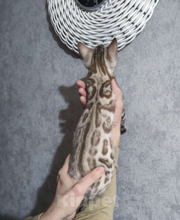 Кошки в Копейске: Продам бенгальских котят Девочка, 25 000 руб. - фото 4