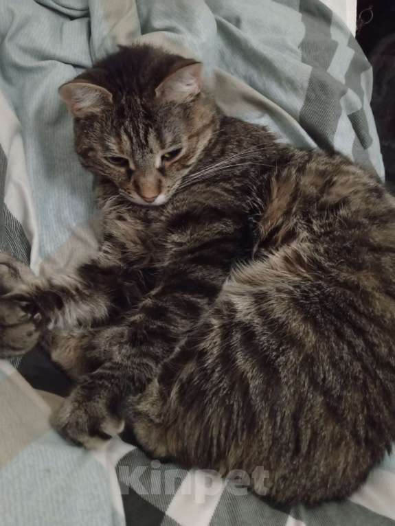 Кошки в Санкт-Петербурге: Отдам в добрые руки кошечку Девочка, Бесплатно - фото 4