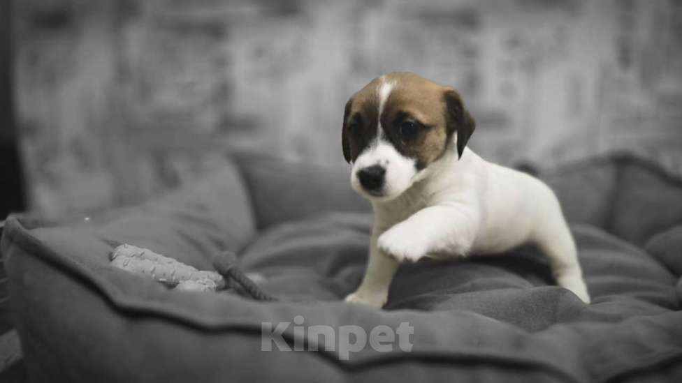 Собаки в Туле: Джек Рассел Терьер щенки Девочка, 55 000 руб. - фото 7