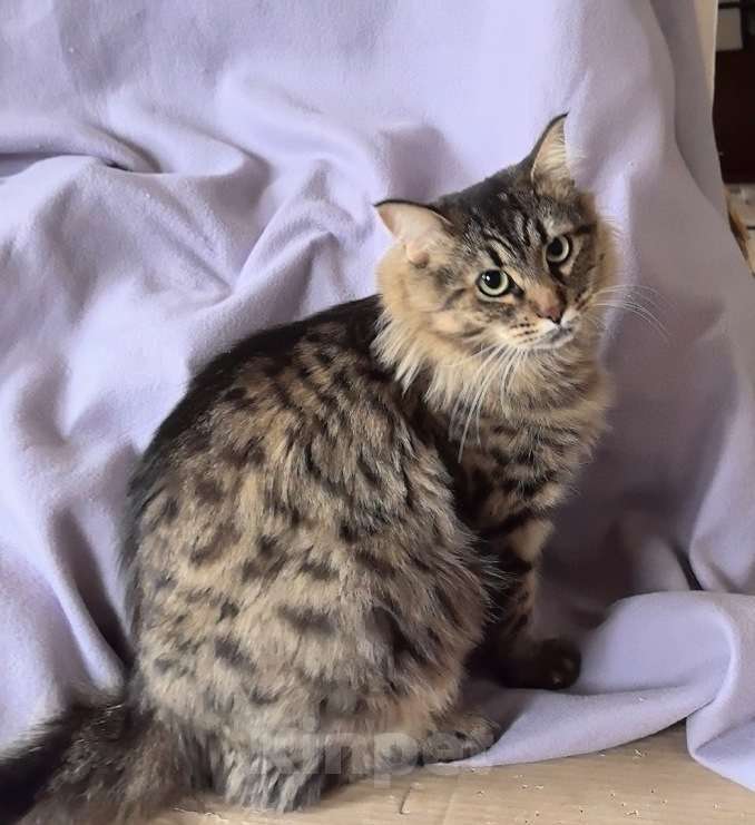 Кошки в Москве: Ласковая кошечка Анфиса ищет семью Девочка, Бесплатно - фото 3