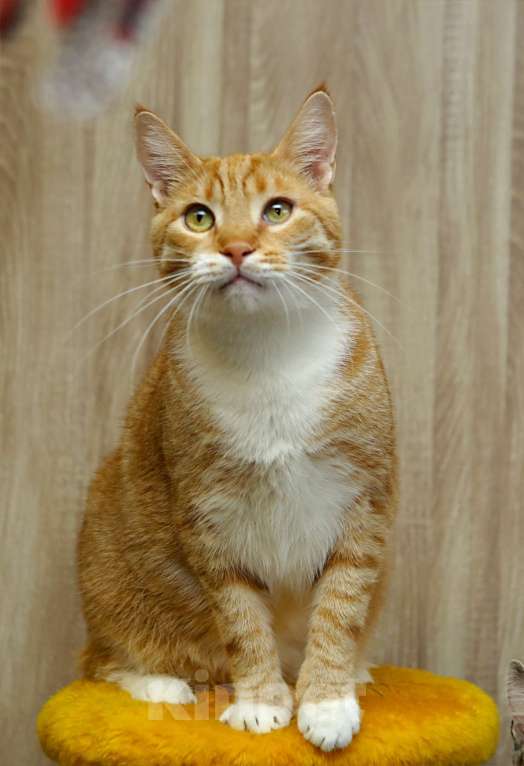 Кошки в Санкт-Петербурге: Котик Твити Мальчик, Бесплатно - фото 3