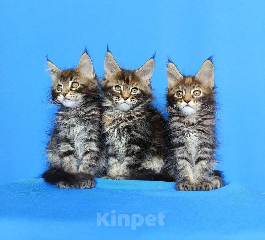 Кошки в Москве: Котята Мейн-Кун Девочки Девочка, 50 000 руб. - фото 8